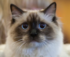 ragdoll-cat